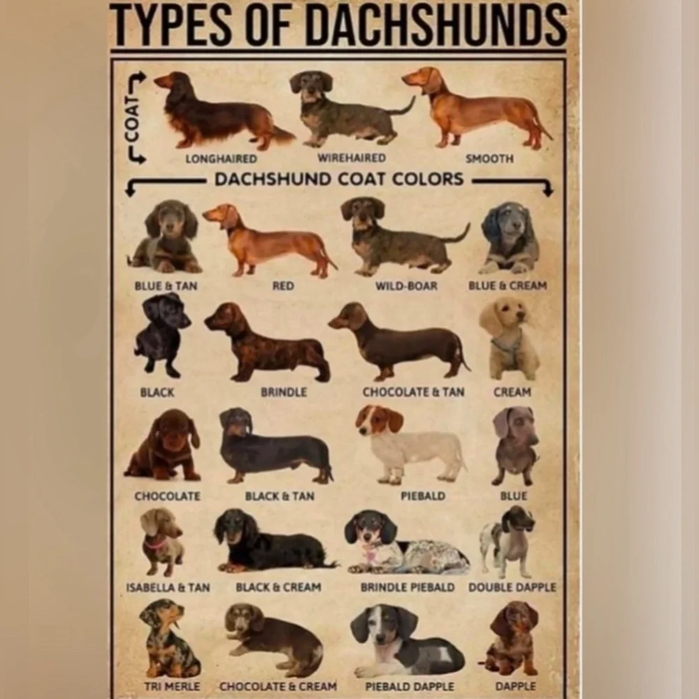 Dachshund Doxie Weiner Sausage Dog Novelty Crew Tube Socks Unisex Men’s Women’s - Picture 14 of 14
